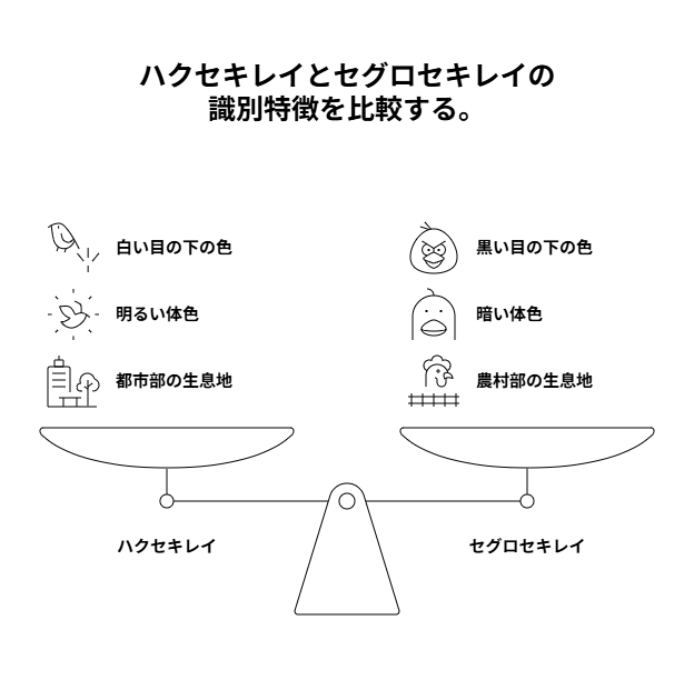 ハクセキレイとセグロセキレイの見分け方を示した比較図