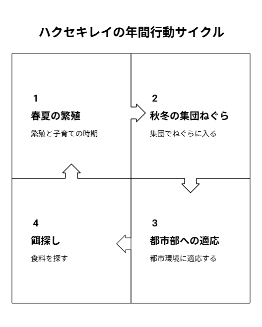 ハクセキレイの年間行動パターンを季節ごとに示した図解