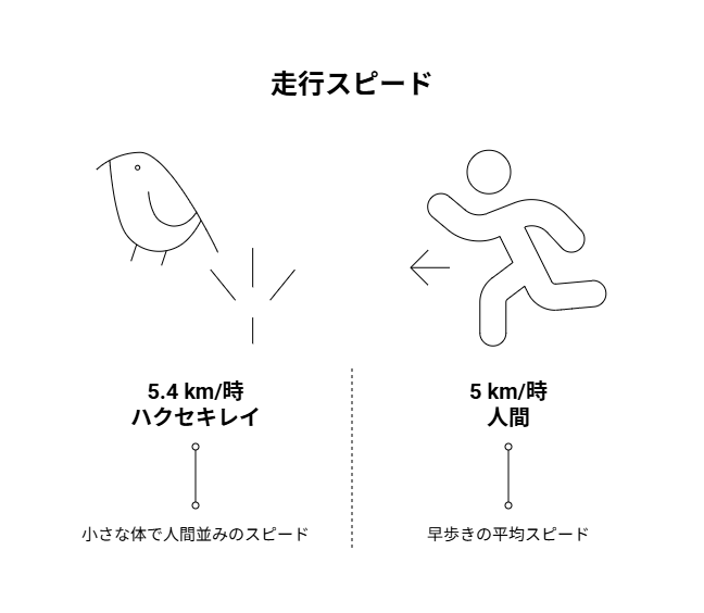 ハクセキレイの走行スピードを人間や他の動物と比較した図解