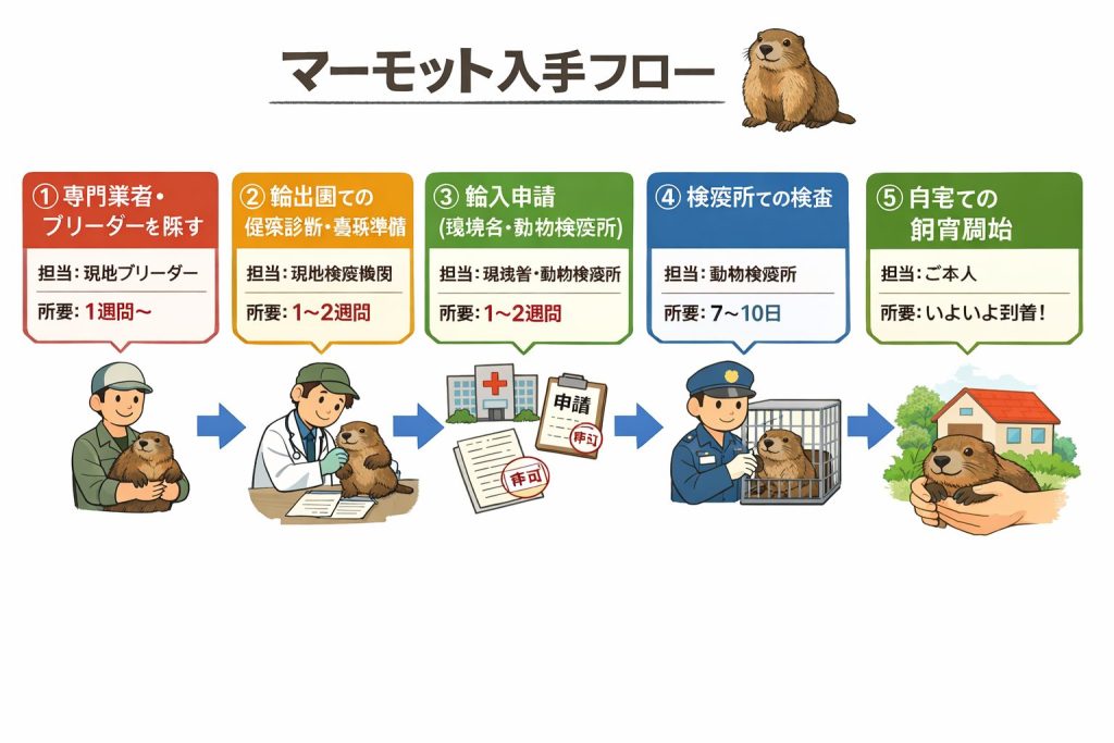 マーモット入手ガイド