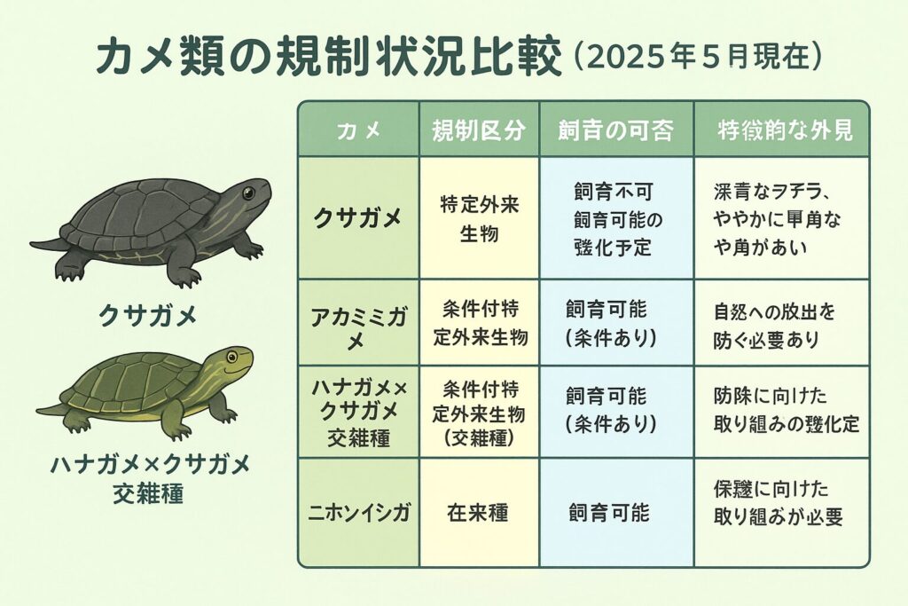 クサガメは飼育禁止?外来種規制の最新情報と正しい対応方法 | PetCareBase