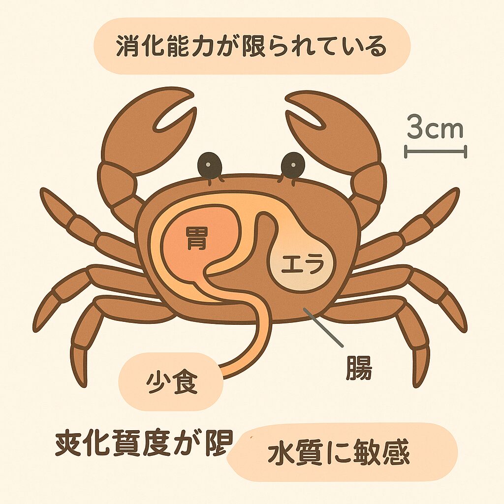 サワガニ餌ダメなもの完全ガイド|安全な餌と飼育法 | PetCareBase