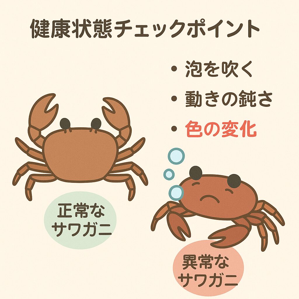 サワガニの健康状態チェックポイント