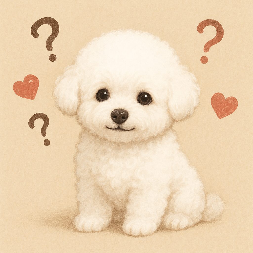 ビションフリーゼ 売れ残り