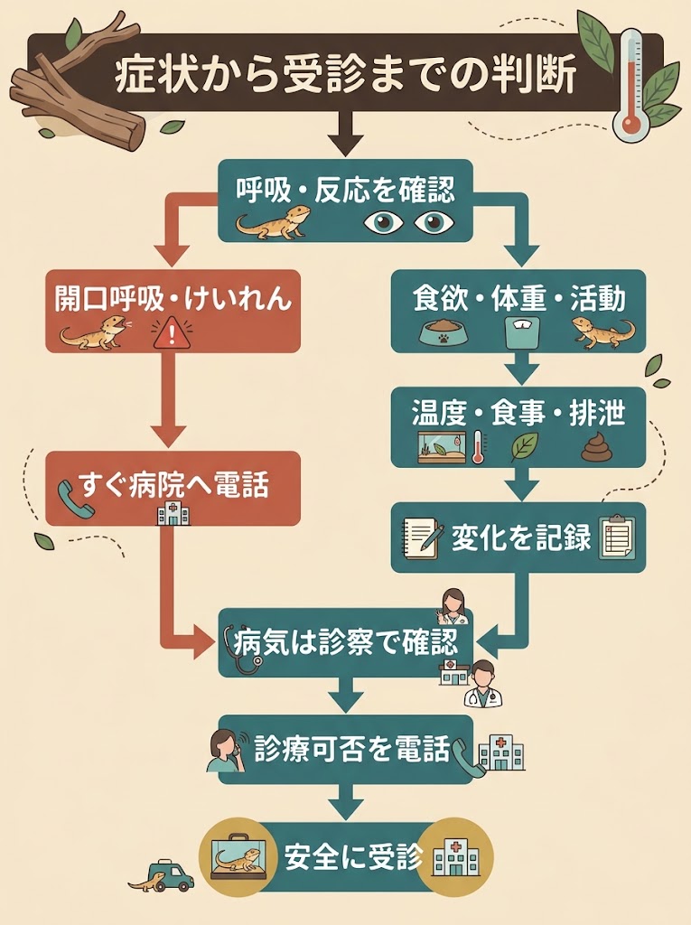 フトアゴヒゲトカゲの体調変化に気づいてから受診するまでの判断を俯瞰できる、縦長の判断フローチャート