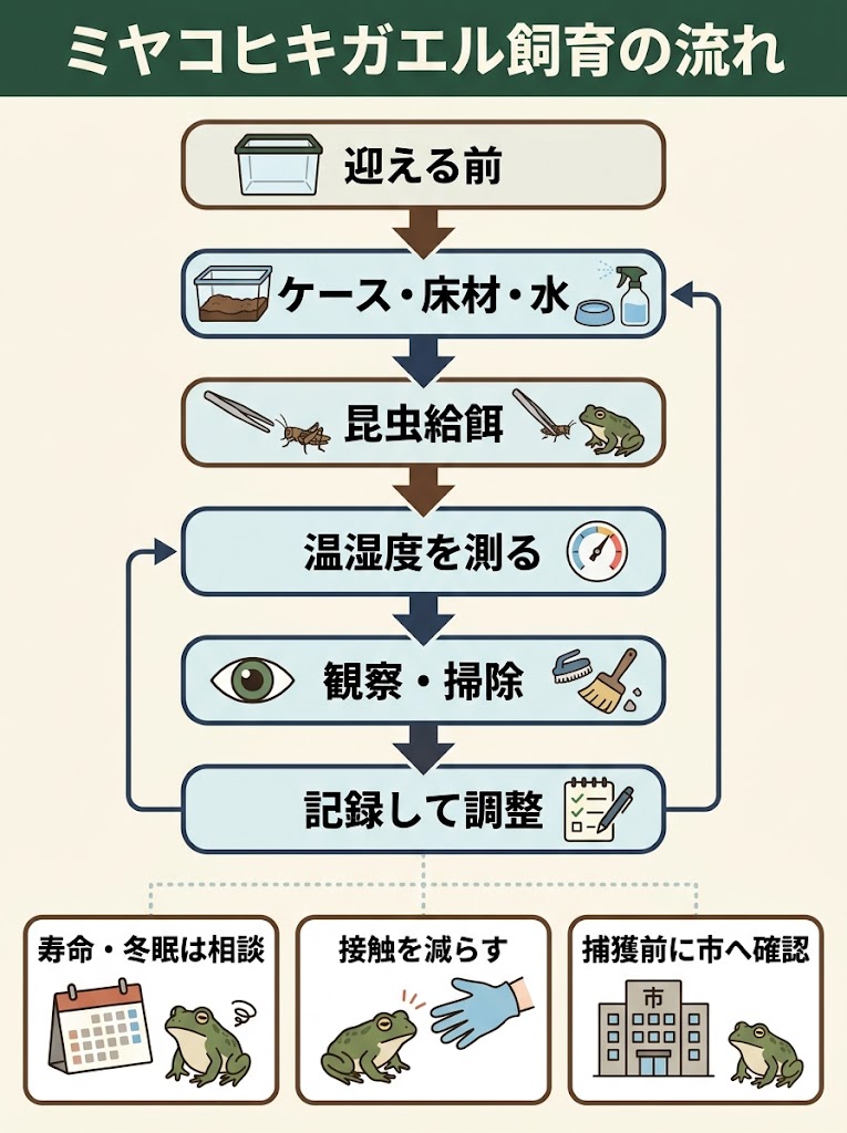 ミヤコヒキガエルの飼育全体を俯瞰できるインフォグラフィック